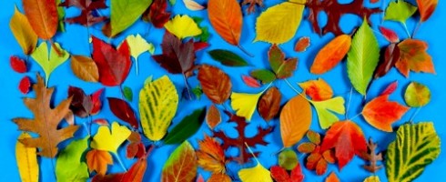 Friday Faves: Falling For Fall