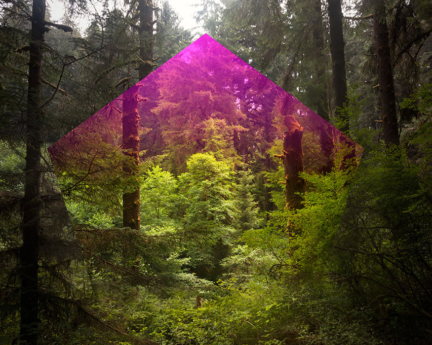 3d renderings and collage into photographs of lush forests